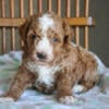 Griffin (Miniature Poodle)