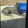 📣 STUD AVAILABLE – PRESA CANARIO KING 🐾