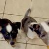 Aussie Jack Puppies 