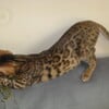 Bengal kittens for sale-Spring Sale