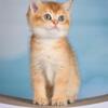 NEW Elite Scottish straight kitten from Europe with excellent pedigree, male. Pegas