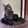 Maine Coon kitten for sale