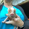 Mini pig Registered American Mini Piglets