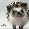 Hedgehog Meet and Greet and Adopt - Kalamazoo MI