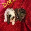 Purebred Mini Lop bunnies