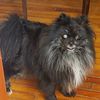 PROVEN STUD   merle pomeranian