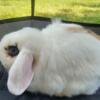  female tri color holland lop with blue eyes