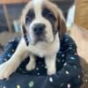 Saint Bernard Puppies for sale