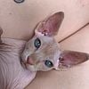 Purebread sphynx kittens