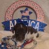 Long Hair Dachshund Female