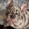 Lilac Merle Male Frenchie