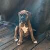 German/ American Boxer puppies