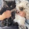 2 AVAILABLE-12 weeks-Persian kittens-2 males left-Black Smoke & Point