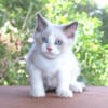 Gregory Ragdoll Kitten Kittens Male Blue Lilac Point Pointed Bicolor White Mitted For Sale Purebred Tica Family Raised