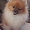 HEALTH Guaranteed 6lb male Pomeranian 1 yr old Xtra sweet temp. (we have been an  )AKC BREEDER OVER 30YRS