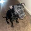 Staffy Mix needs a new home!!