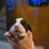 7 akc english springer spaniel puppies