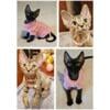 Devon Rex Kittens Available in Williamsburg VA