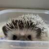 For Sale:  9 month old male hedgehog