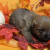 Full Blooded Cairn Terrier Puppies born on 