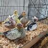 Baby Cockatiels