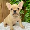 Cream female French Bulldog puppy. Gorgeous. Nice rope. Goldie!