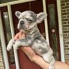 French Bulldogs Puppies: Blue Merle/ Blue Brindle/ and Blue with White. 