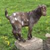 Abga dappled boer goats kids