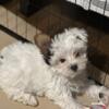 Parti  Yorkie Puppies For Sale