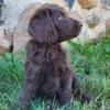 Chocolate hypoallergenic labradoodle puppy