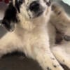 Poodle/Great Pyrenese Puppy 5 months old 