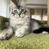 Stunning Maine Coon Kitten (5 months old)