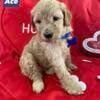 Golden Doodles, Females and Males available