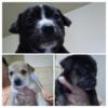 Chihuahua puppies looking for forever family