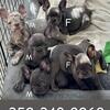 Looking for their forever, loving Home