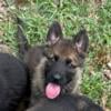 AKC  German Shepherd Pups Working Line