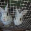 A lot of rabbits available