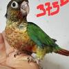 Green cheeks conures 