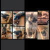 Belgian Malinois pups