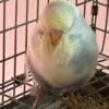 English Budgie spangles & opalines