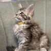 TICA - Polydactyl Black silver Tabby 12 weeks