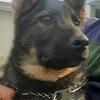 CKC,WUSV,FCI Reg. German Shepherd puppies for Sale(On Parle Le Francais)