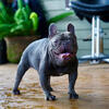 Mini French Bulldog Stud