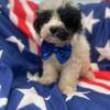 Shih Tzu and Poodle Males and Females