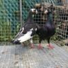 For Sale-Pigeons German Beauty Homers