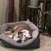 English bulldog male