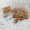 Red & White Persian Kitten For Sale in Arkansas
