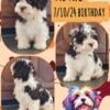 Havanese puppies Astro & Cosmo