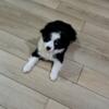 Female Toy Australian Shepherd