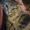 REHOMING MALE TABBY CAT